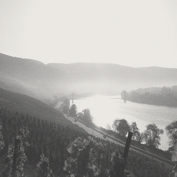 Selbach - Piesporter Michelsberg Riesling - [winest]