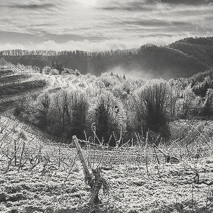 Bajta - Pet Nat Welsch-Chard - [winest]