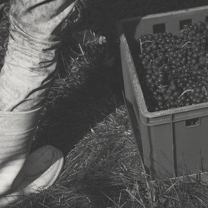 Weingut Neumeister - Gemischter Satz Sarmat