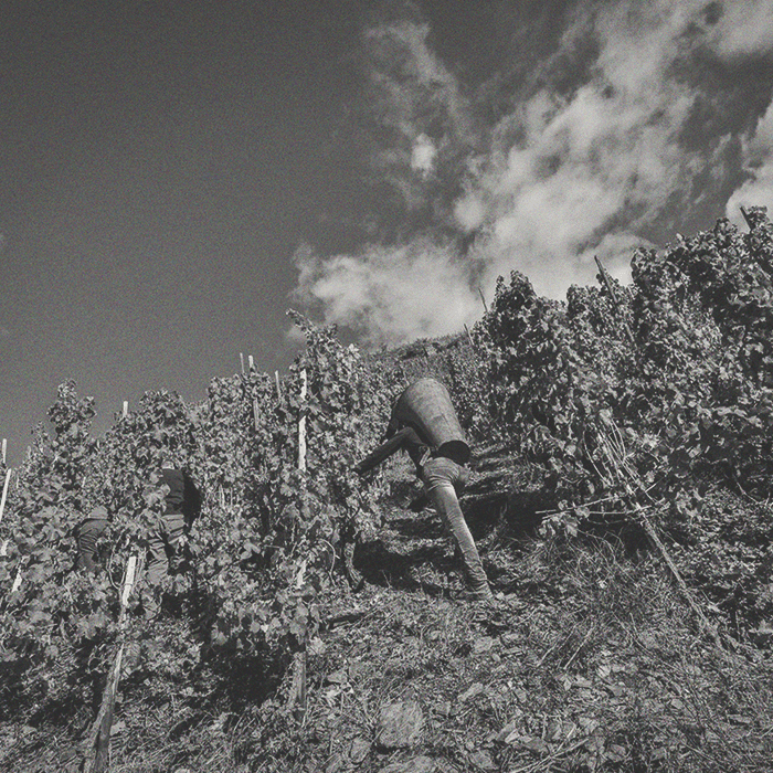 Selbach - Piesporter Michelsberg Riesling - [winest]