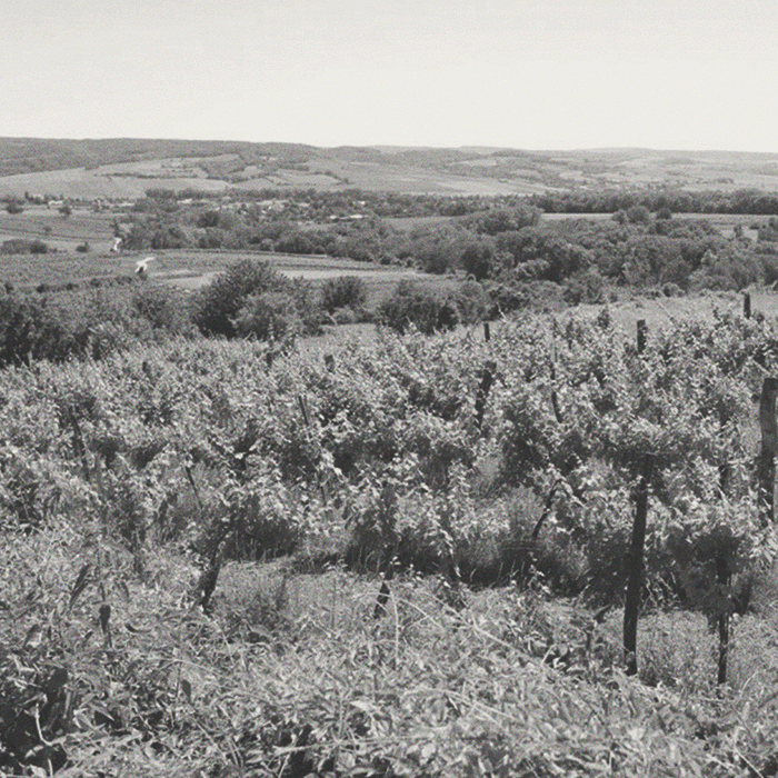 Martin Obenhaus - Unchained Weiss - [winest]