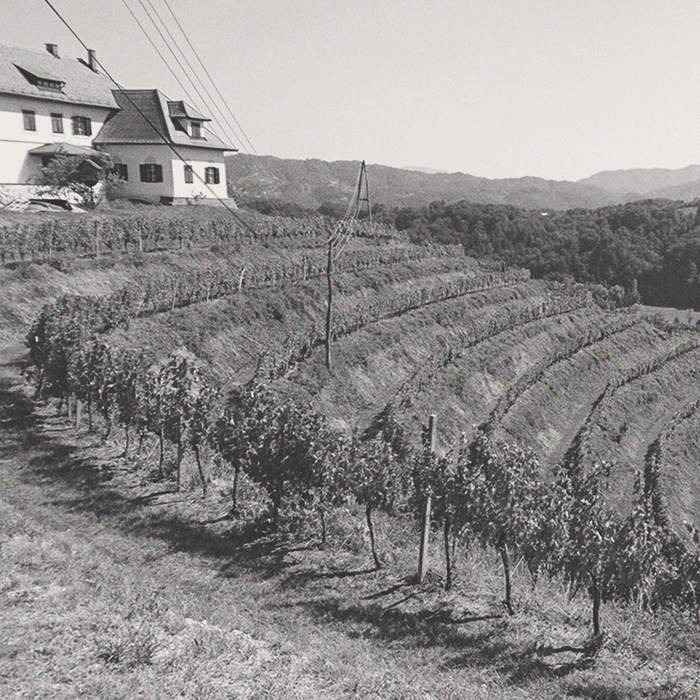 Bajta - Pet Nat Welsch-Chard - [winest]