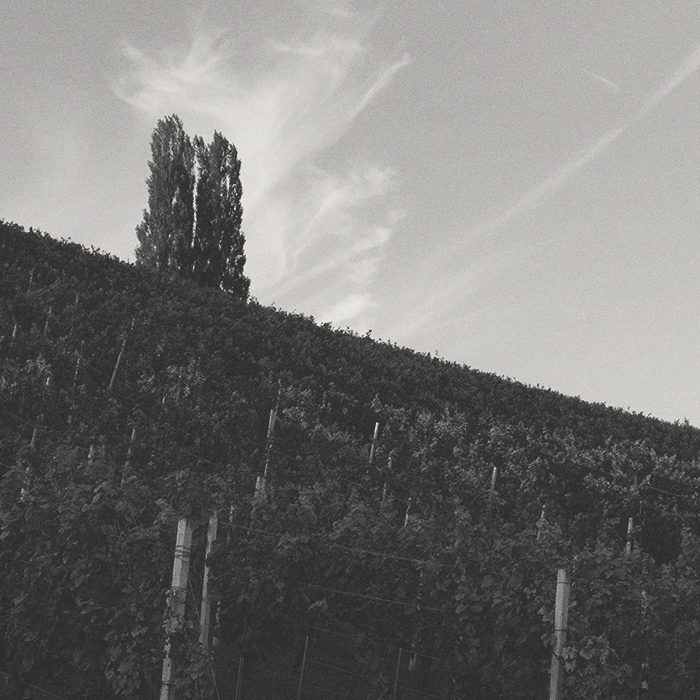 Weingut Neumeister - Gemischter Satz Sarmat