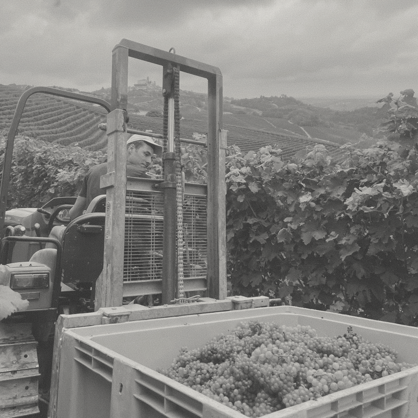 Cantine Povero - Cabane Langhe