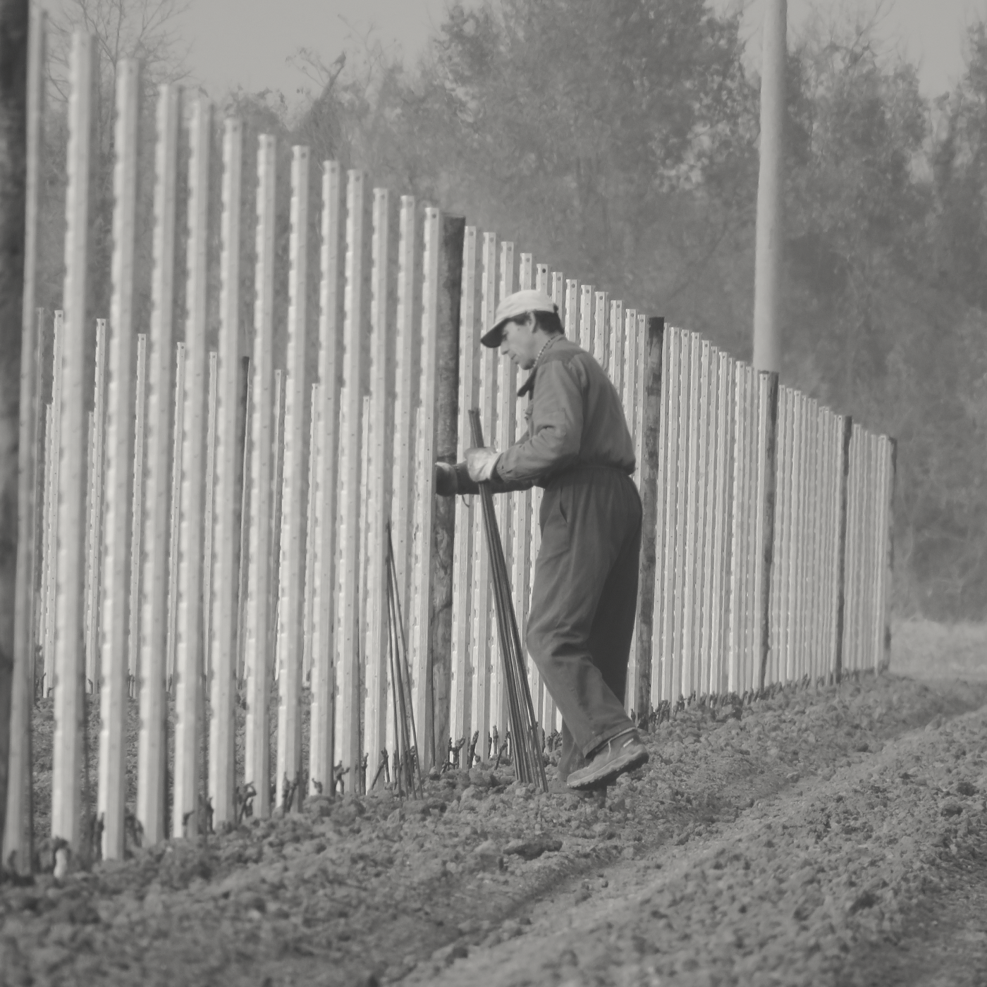 Di Lenardo - Chardonnay