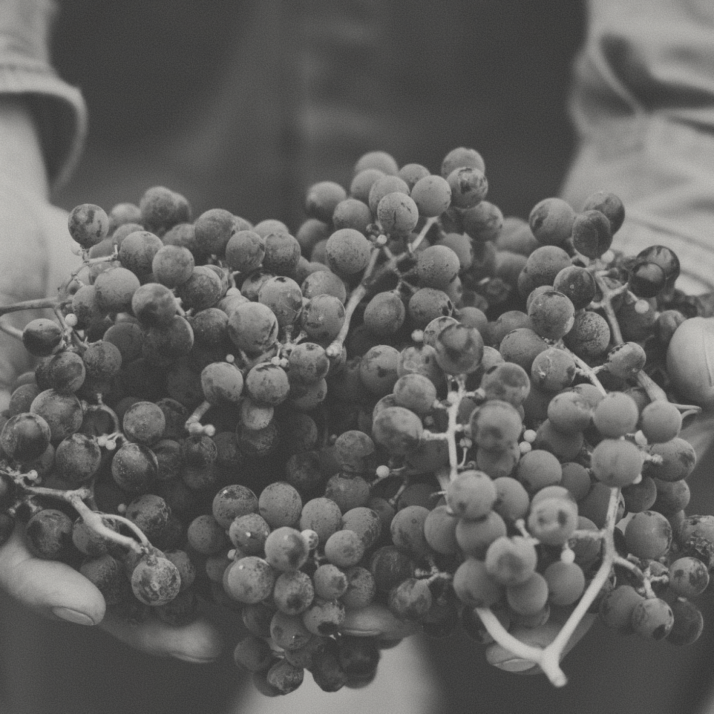 Familia Schroeder - Saurus Pinot Noir