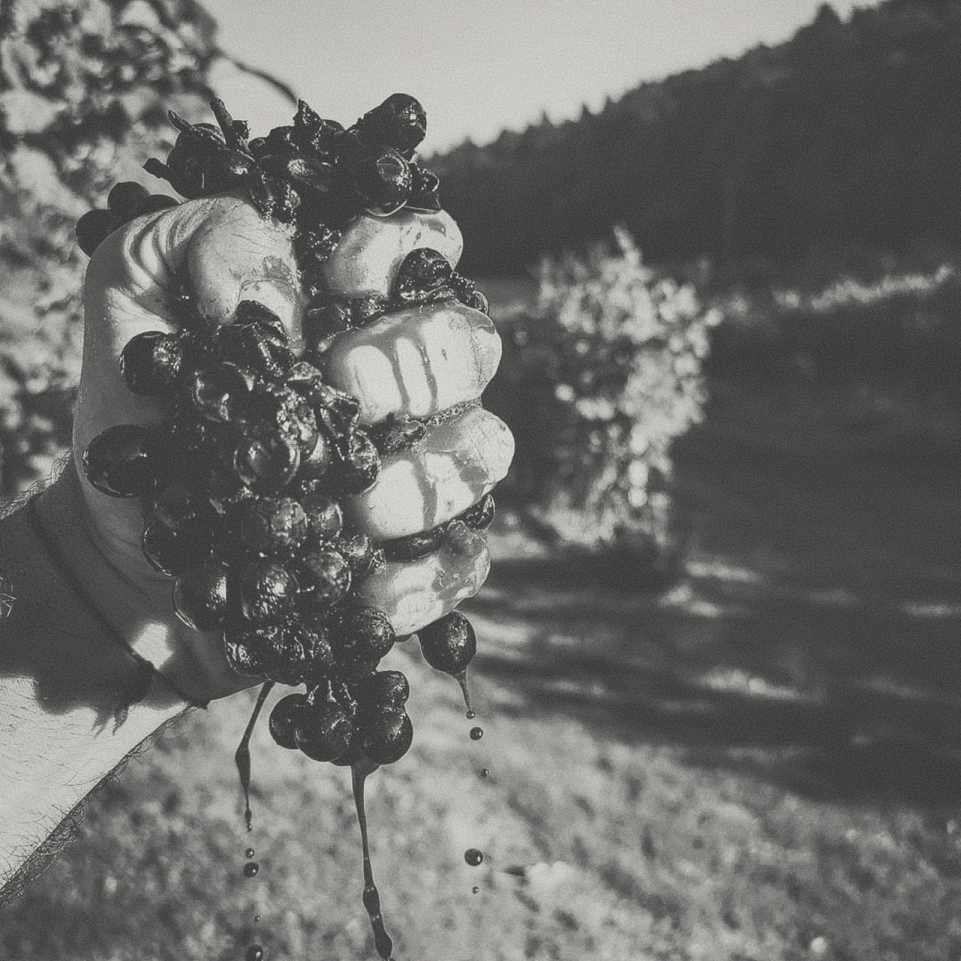 Gonc - Canvas Pet Nat - [winest]