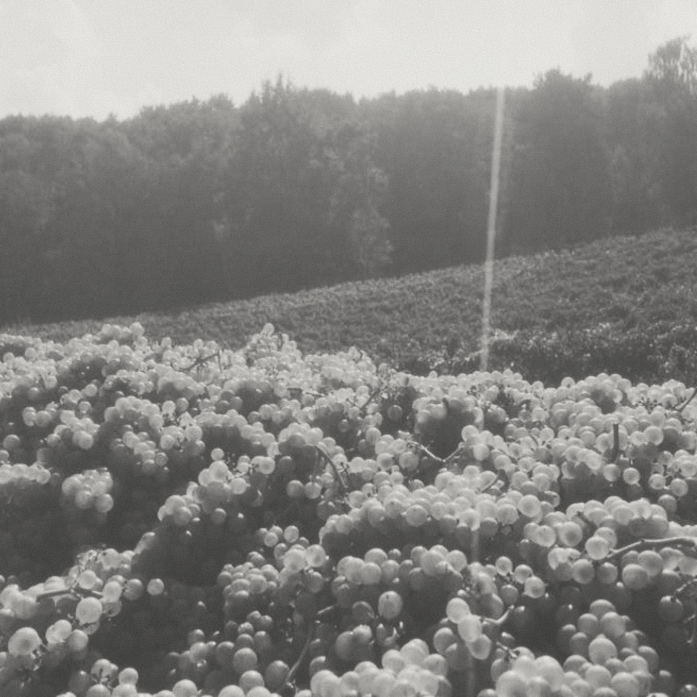 Gonc - Canvas Pet Nat - [winest]