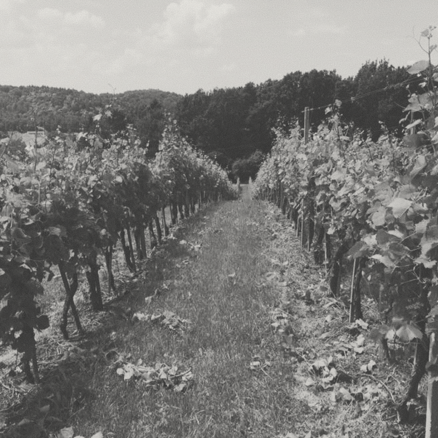 Gonc - Canvas Pet Nat - [winest]