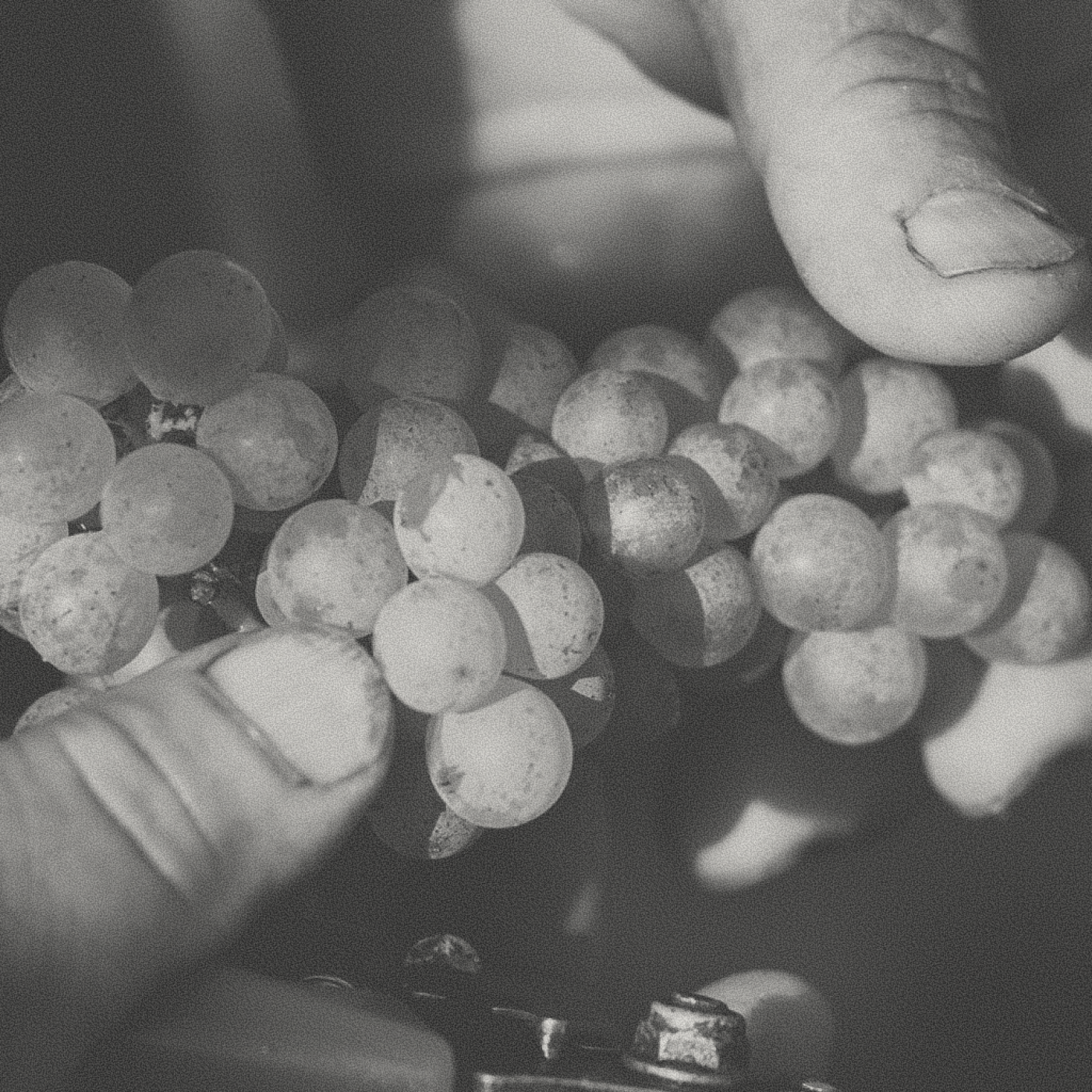 La Gioiosa - Prosecco