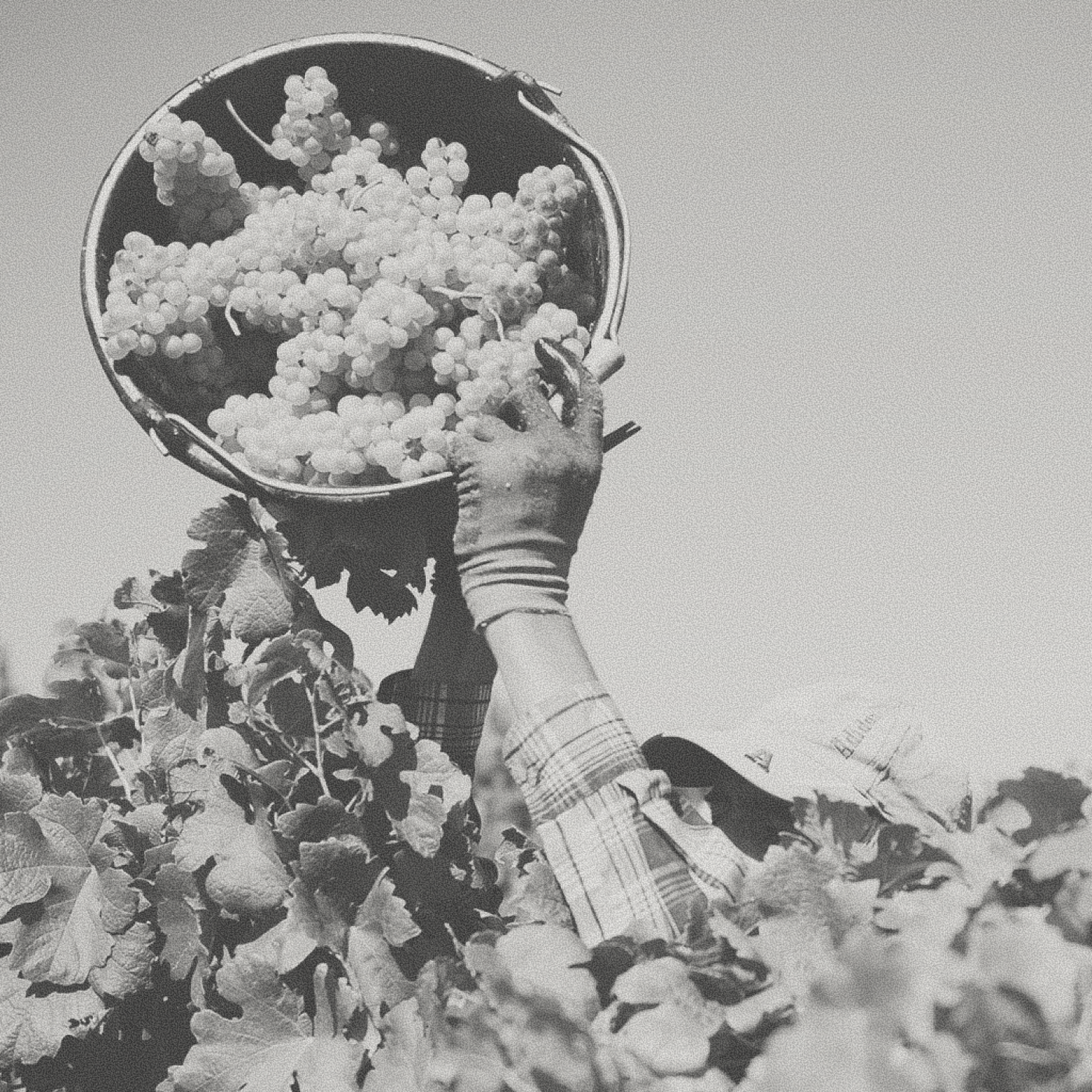 La Gioiosa - Prosecco