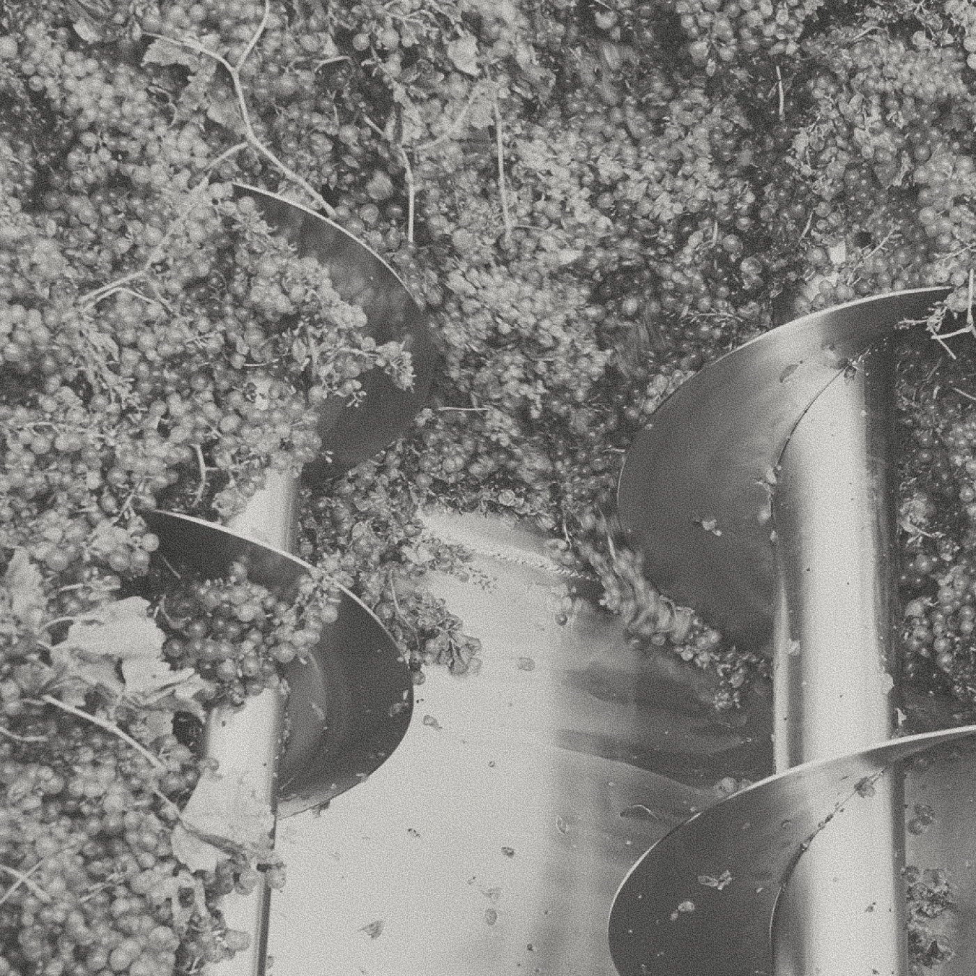 La Gioiosa - Prosecco