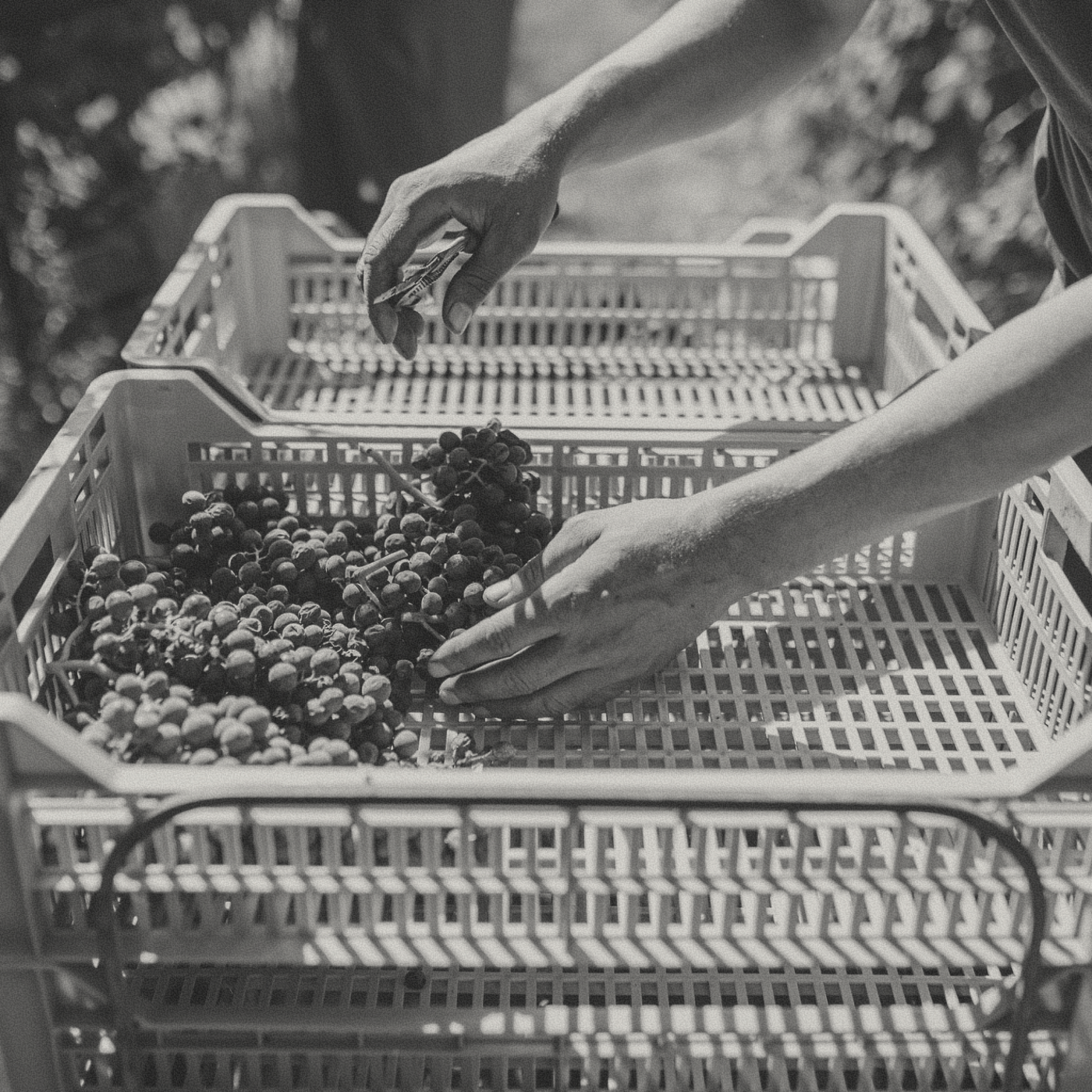 Tenuta Santa Maria - Lepiga Soave