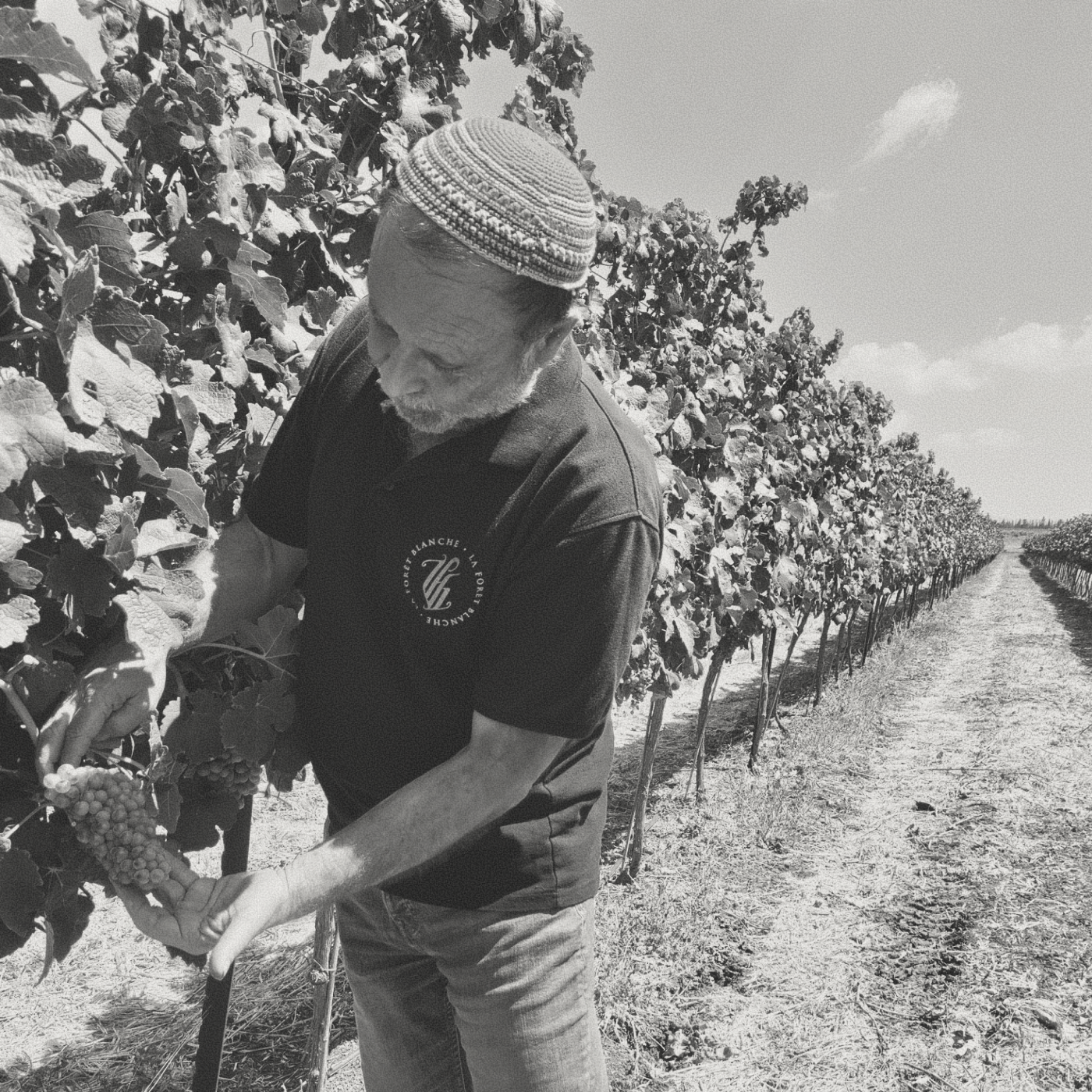 La Forêt Blanche - Talpiot White