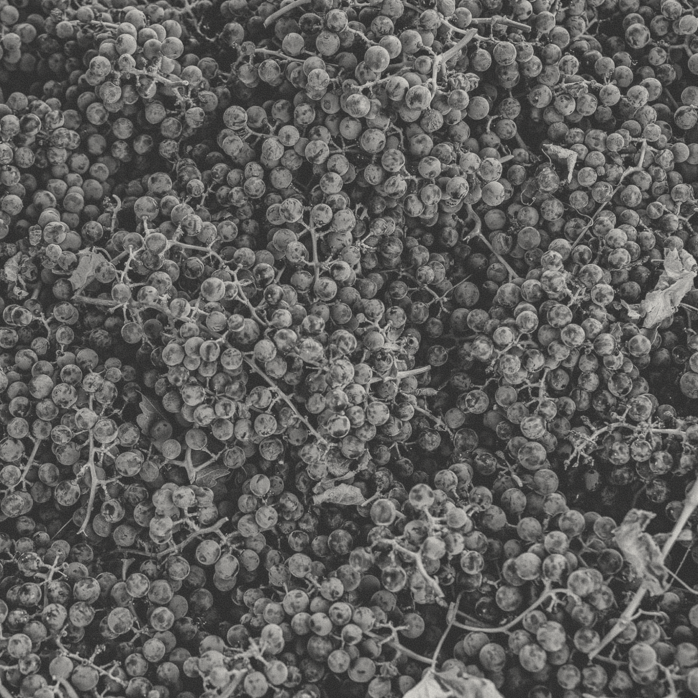 La Forêt Blanche - Talpiot White